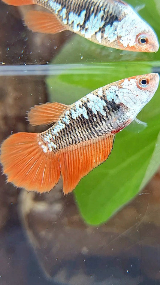 FEMALE HALFMOON BLACK ORANGE SAMURAI SNOW BETTA FISH