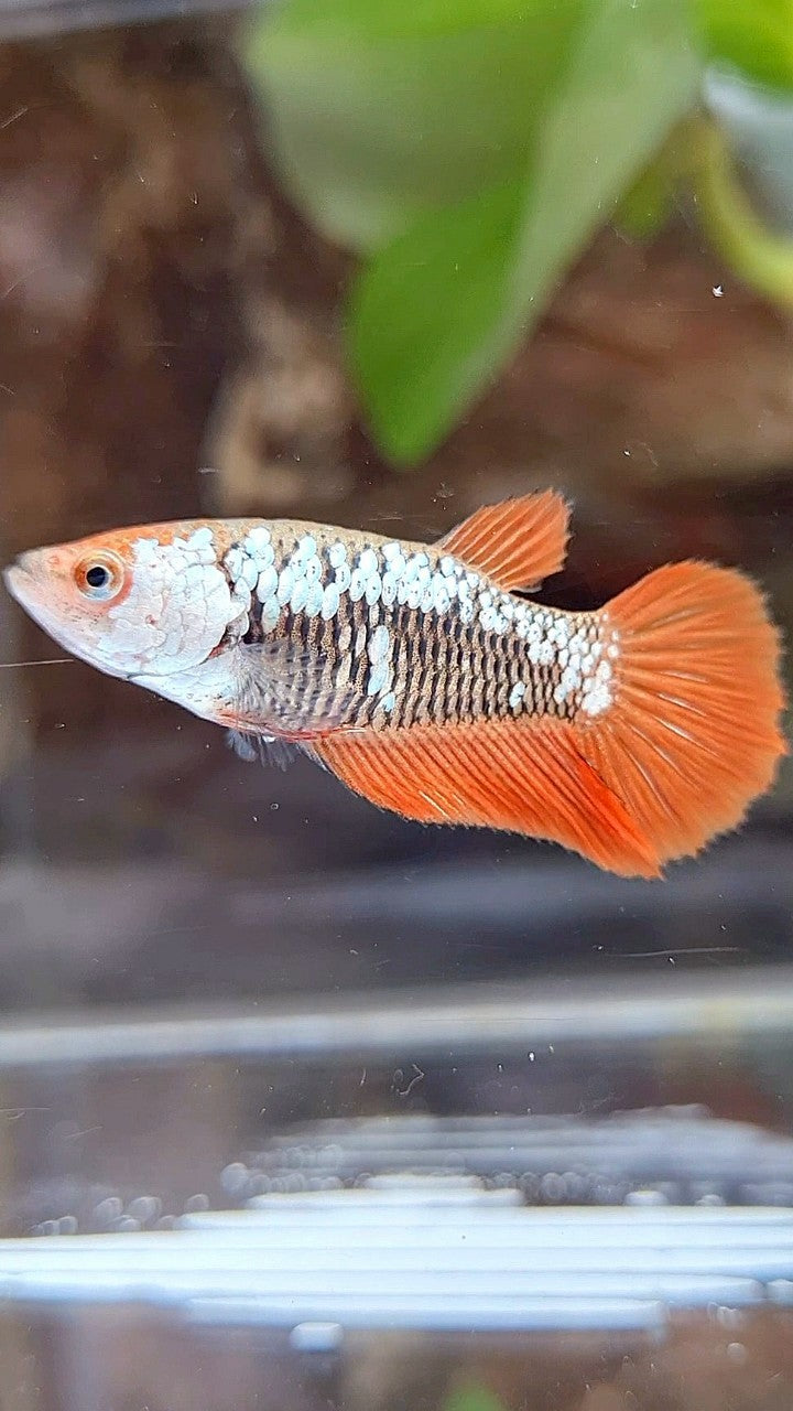 FEMALE HALFMOON BLACK ORANGE SAMURAI SNOW BETTA FISH