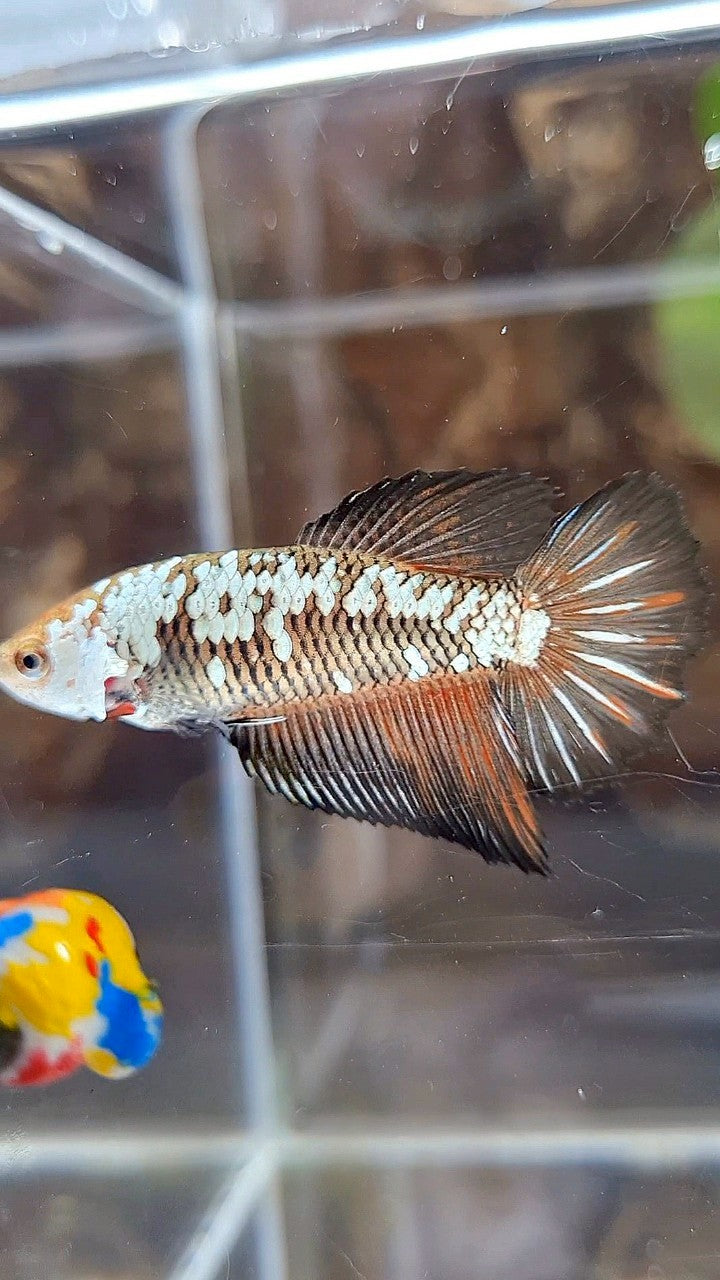 FEMALE HALFMOON BLACK SAMURAI SNOW RED WASH BETTA FISH