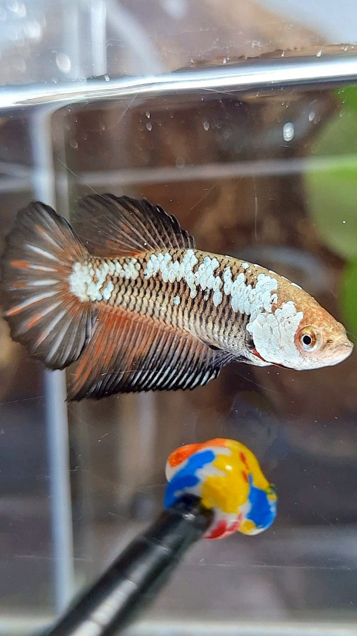 FEMALE HALFMOON BLACK SAMURAI SNOW RED WASH BETTA FISH