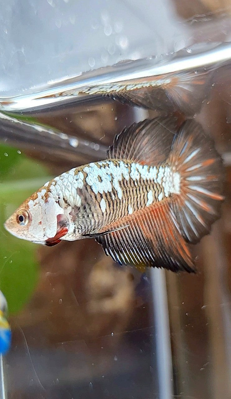 FEMALE HALFMOON BLACK SAMURAI SNOW RED WASH BETTA FISH