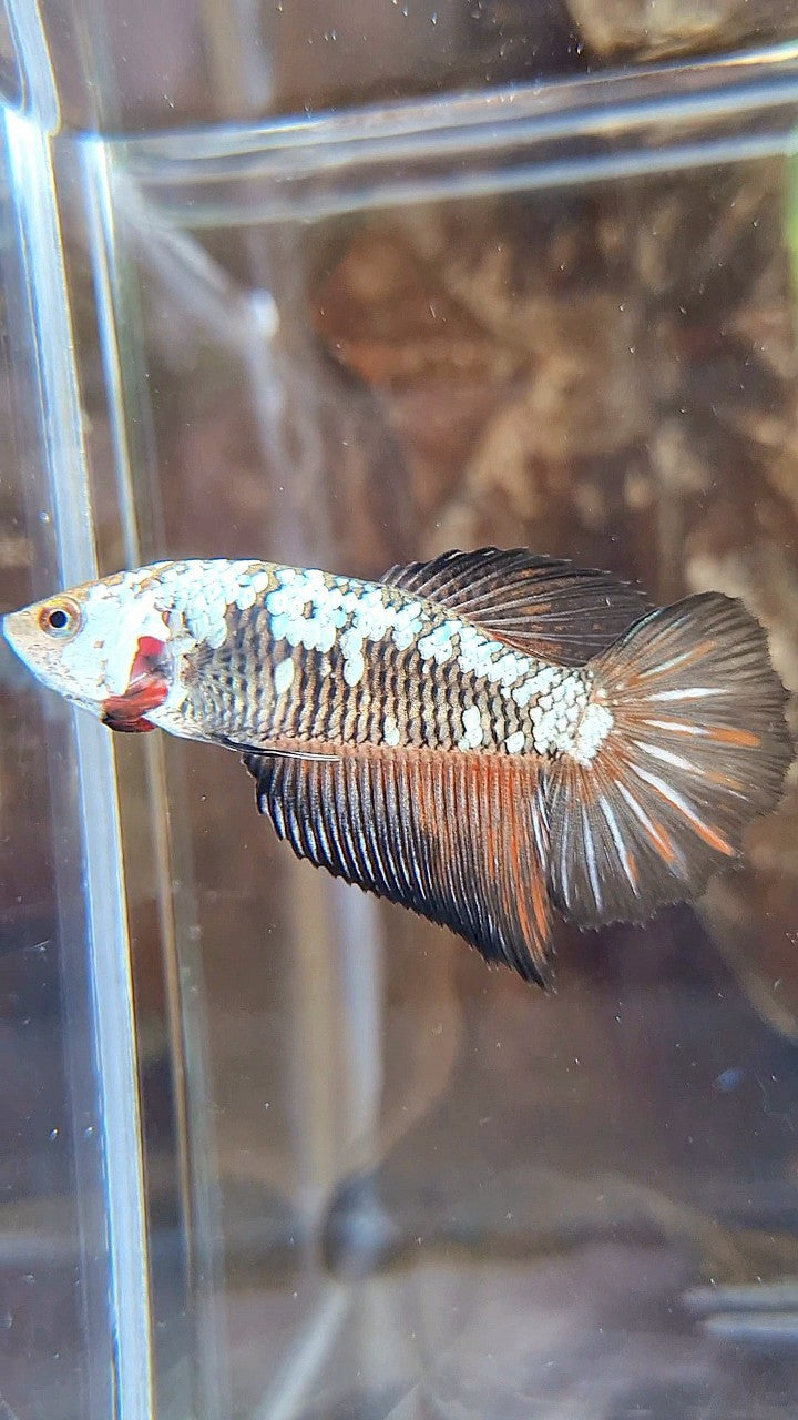 FEMALE HALFMOON BLACK SAMURAI SNOW RED WASH BETTA FISH