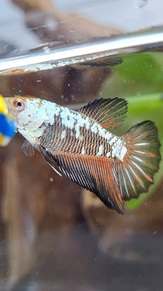 FEMALE HALFMOON BLACK SAMURAI SNOW RED WASH BETTA FISH