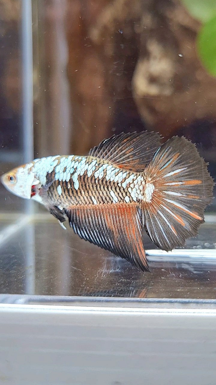 FEMALE HALFMOON BLACK SAMURAI SNOW RED WASH BETTA FISH