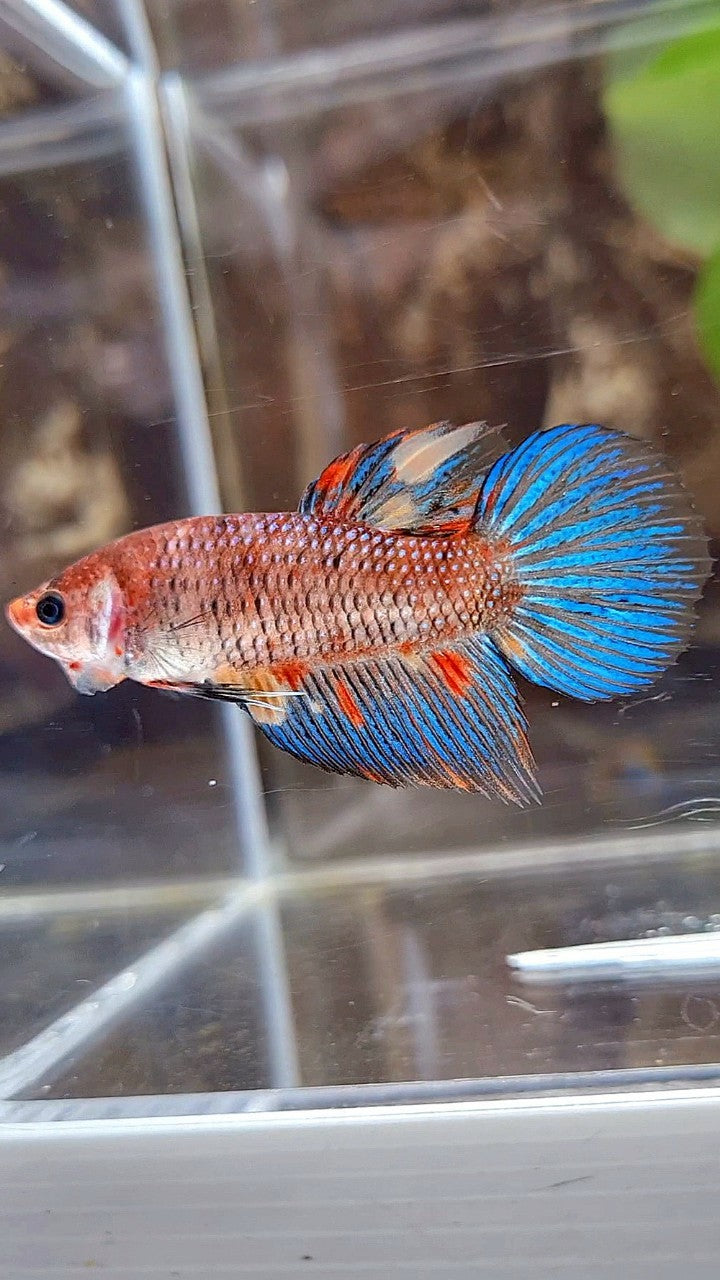 FEMALE VEILTAIL KOI METTALIC MULTICOLOR BETTA FISH