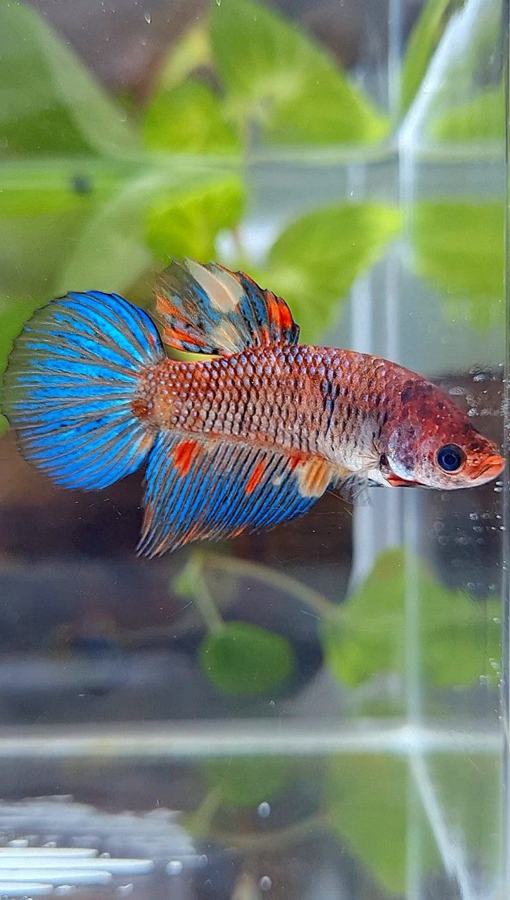 FEMALE VEILTAIL KOI METTALIC MULTICOLOR BETTA FISH