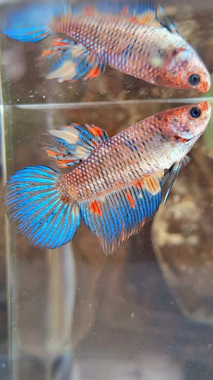FEMALE VEILTAIL KOI METTALIC MULTICOLOR BETTA FISH