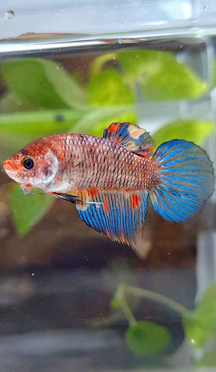 FEMALE VEILTAIL KOI METTALIC MULTICOLOR BETTA FISH