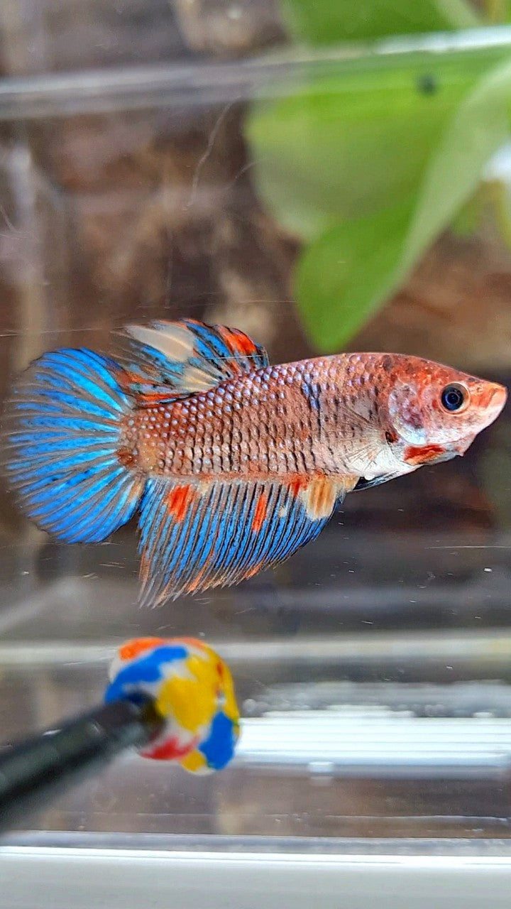 FEMALE VEILTAIL KOI METTALIC MULTICOLOR BETTA FISH