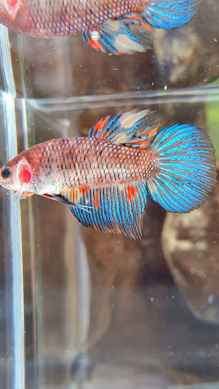 FEMALE VEILTAIL KOI METTALIC MULTICOLOR BETTA FISH