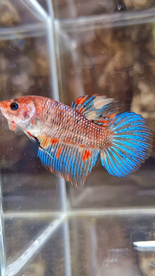 FEMALE VEILTAIL KOI METTALIC MULTICOLOR BETTA FISH