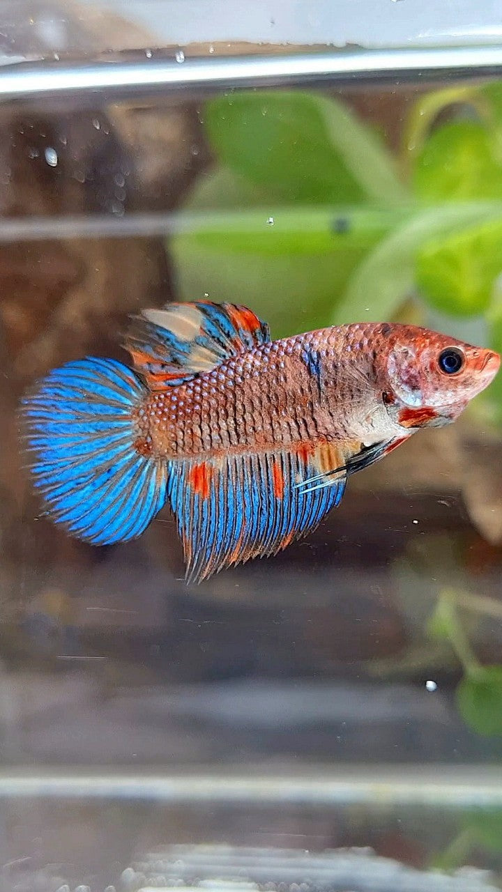 FEMALE VEILTAIL KOI METTALIC MULTICOLOR BETTA FISH