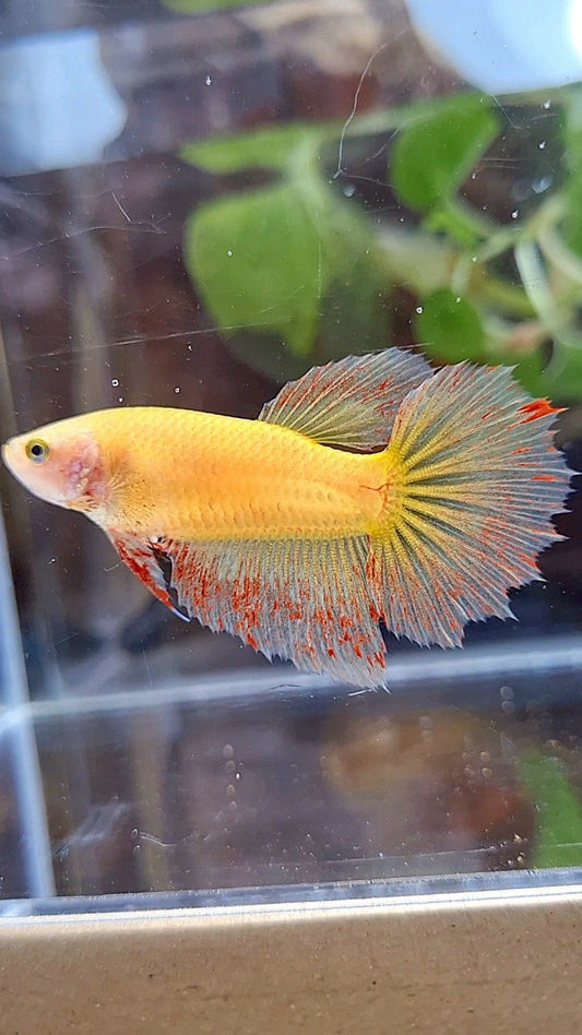FEMALE HALFMOON SUPER VANDA YELLOW BETTA FISH