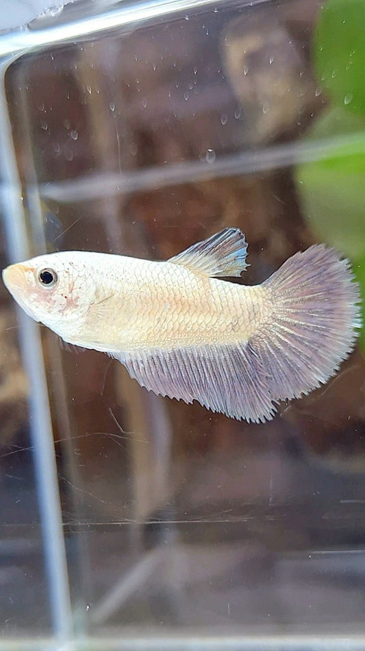 FEMALE HALFMOON COPPER RIM BICOLOR BETTA FISH