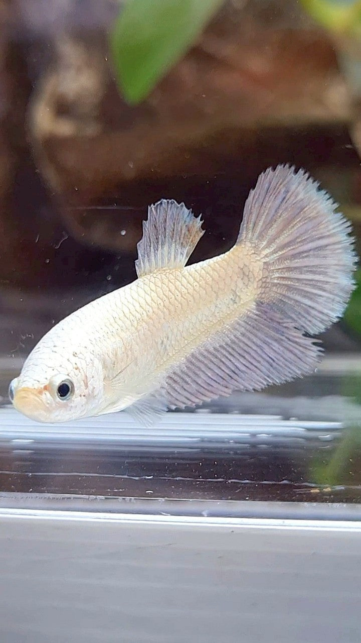 FEMALE HALFMOON COPPER RIM BICOLOR BETTA FISH
