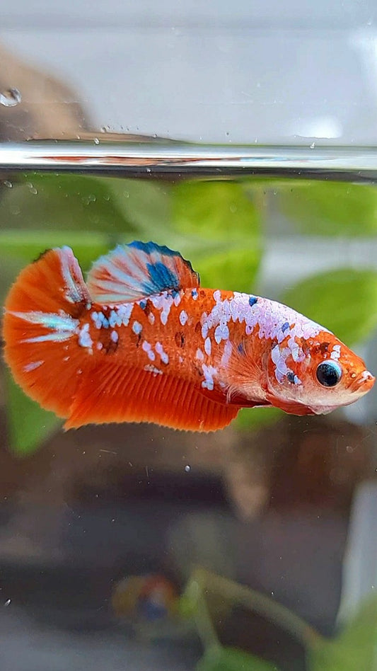 FEMALE PLAKAT BARONGSAI RED GALAXY MULTICOLOR BETTA FISH