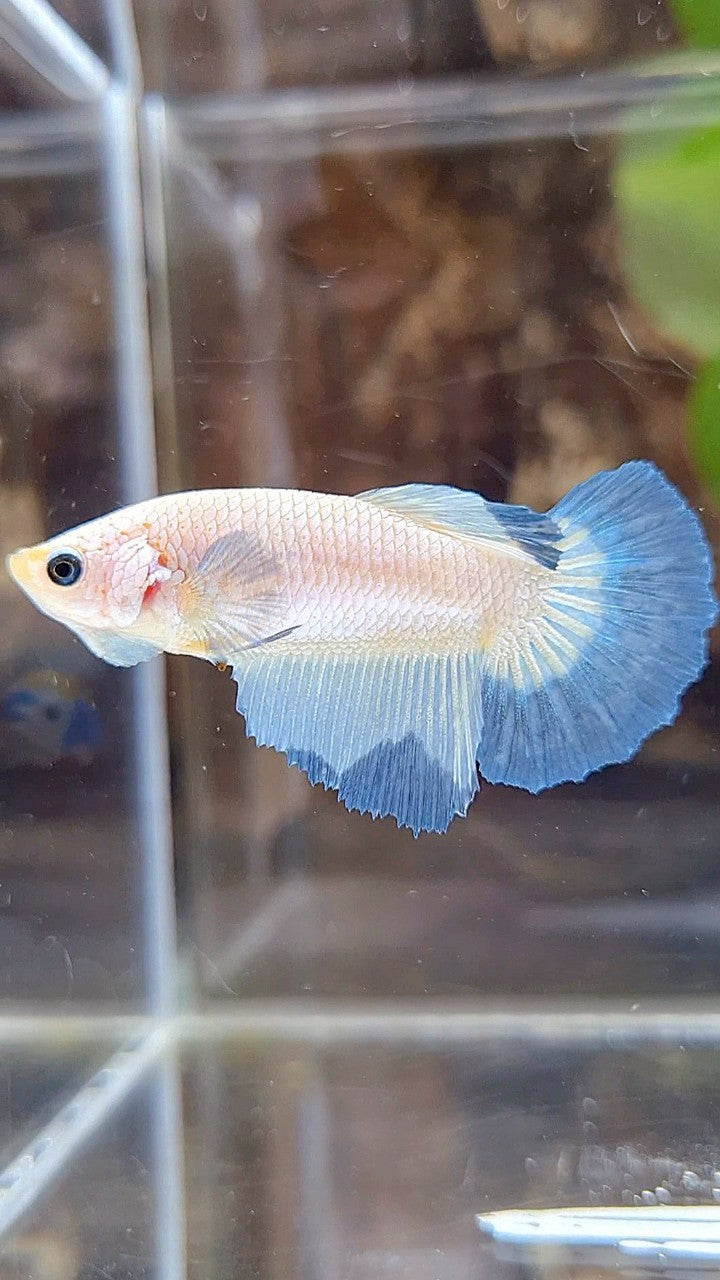 FEMALE HALFMOON BLUE RIM BETTA FISH