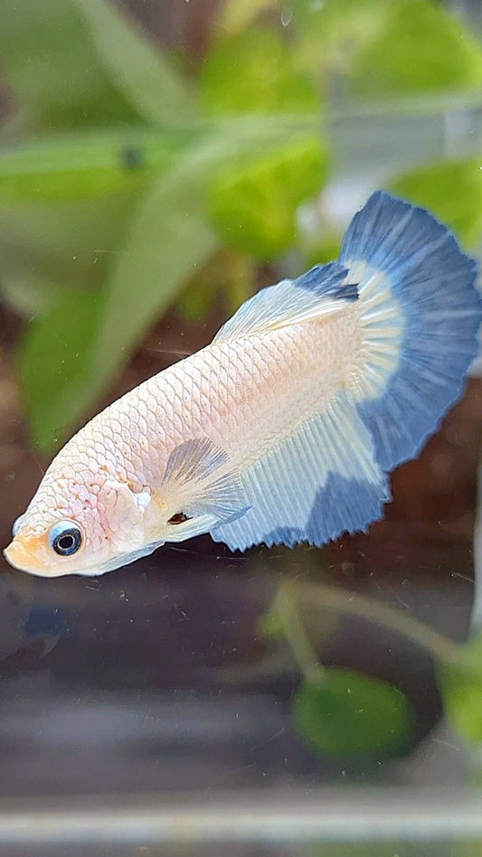 FEMALE HALFMOON BLUE RIM BETTA FISH