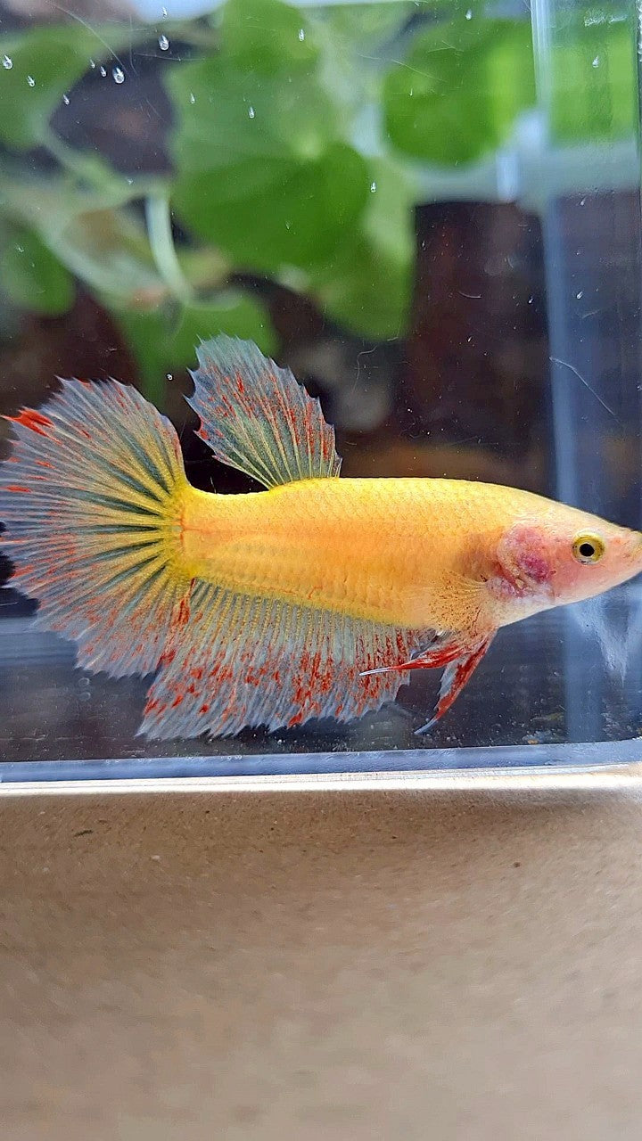 FEMALE HALFMOON SUPER VANDA YELLOW BETTA FISH