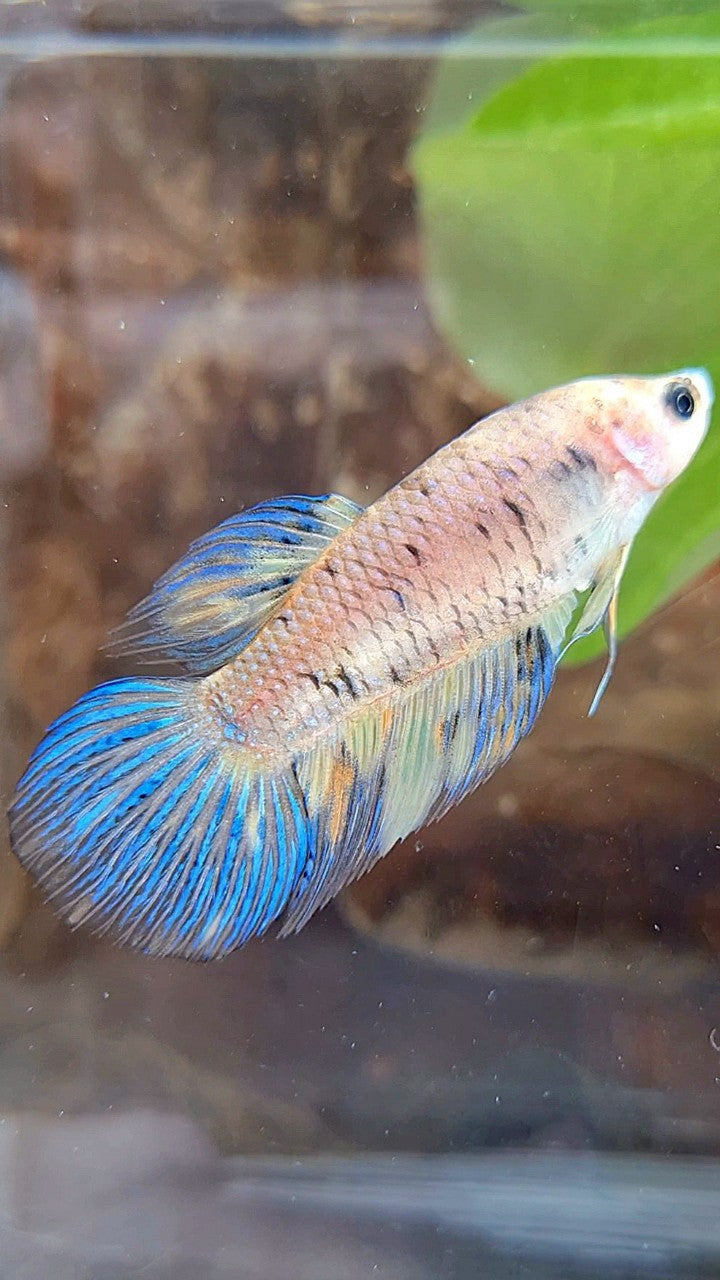 FEMALE VEILTAIL YELLOW KOI MULTICOLOR BETTA FISH
