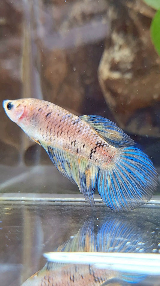 FEMALE VEILTAIL YELLOW KOI MULTICOLOR BETTA FISH
