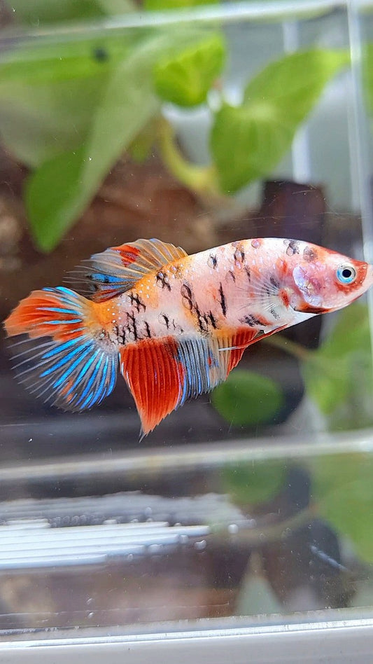 FEMALE VEILTAIL KOI MULTICOLOR BETTA FISH