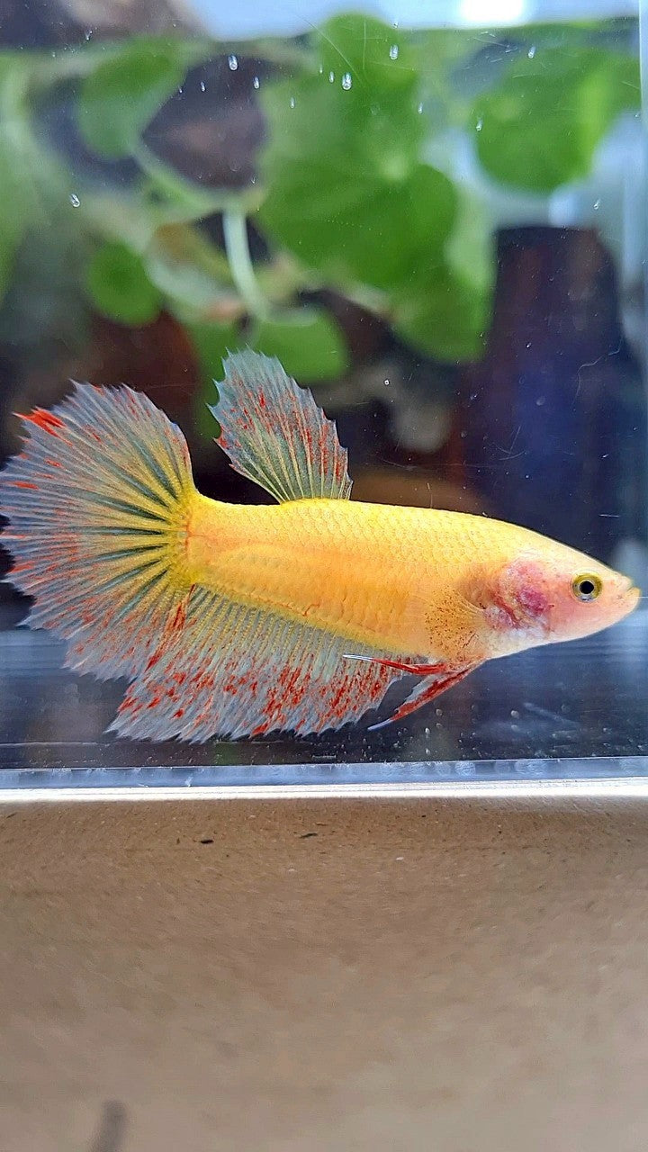 FEMALE HALFMOON SUPER VANDA YELLOW BETTA FISH