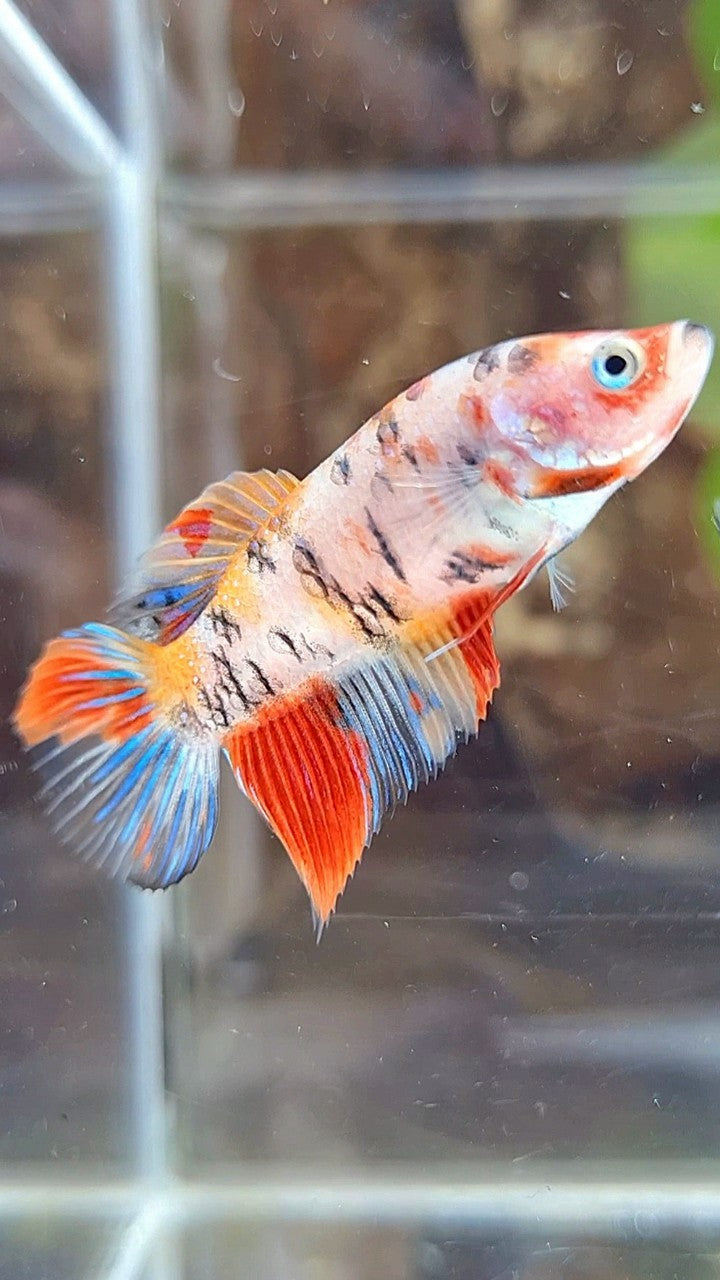 FEMALE VEILTAIL KOI MULTICOLOR BETTA FISH