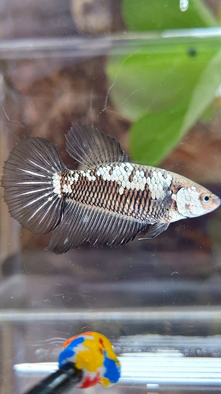 FEMALE HALFMOON BLACK SAMURAI SNOW BETTA FISH