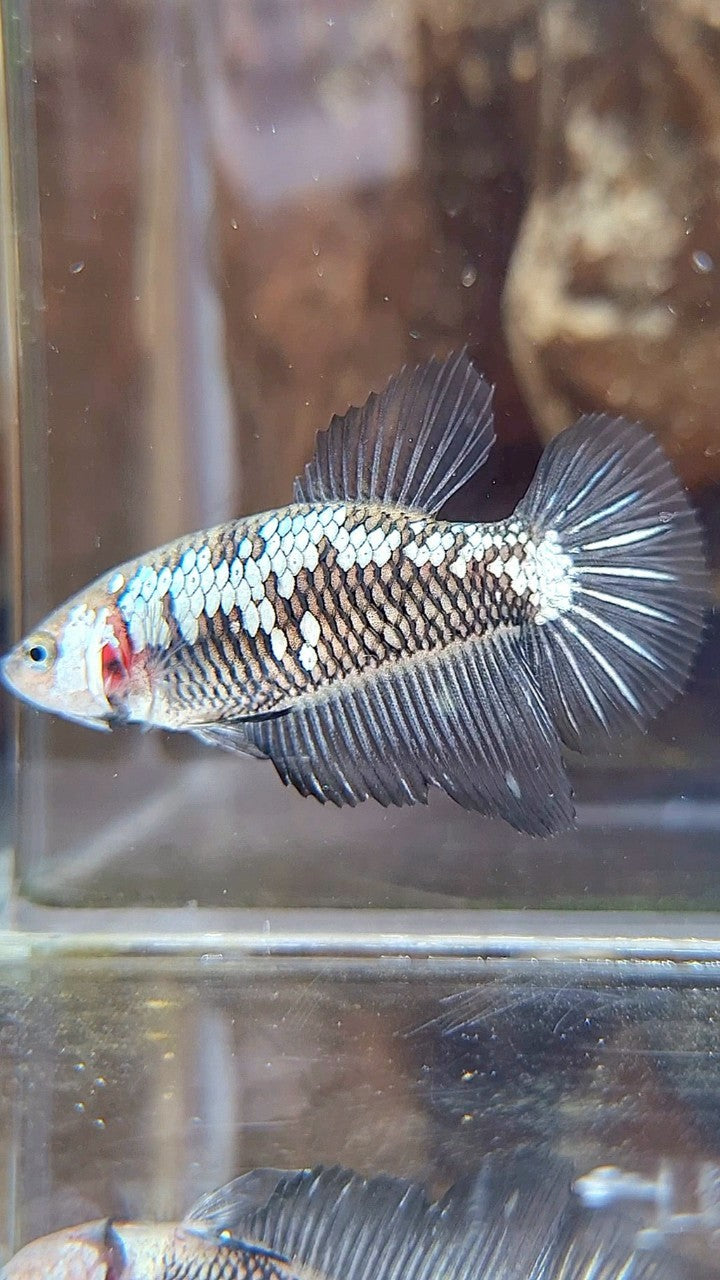 FEMALE HALFMOON BLACK SAMURAI SNOW BETTA FISH