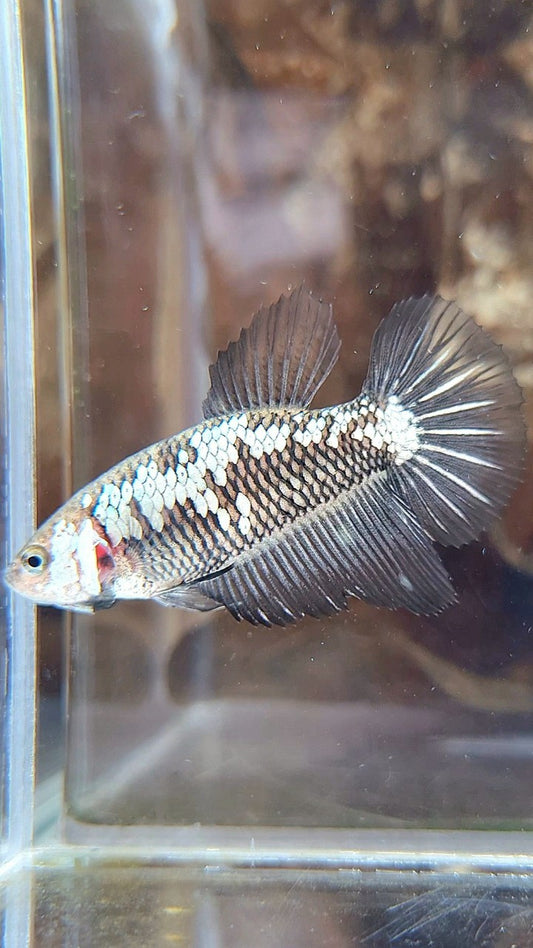 FEMALE HALFMOON BLACK SAMURAI SNOW BETTA FISH