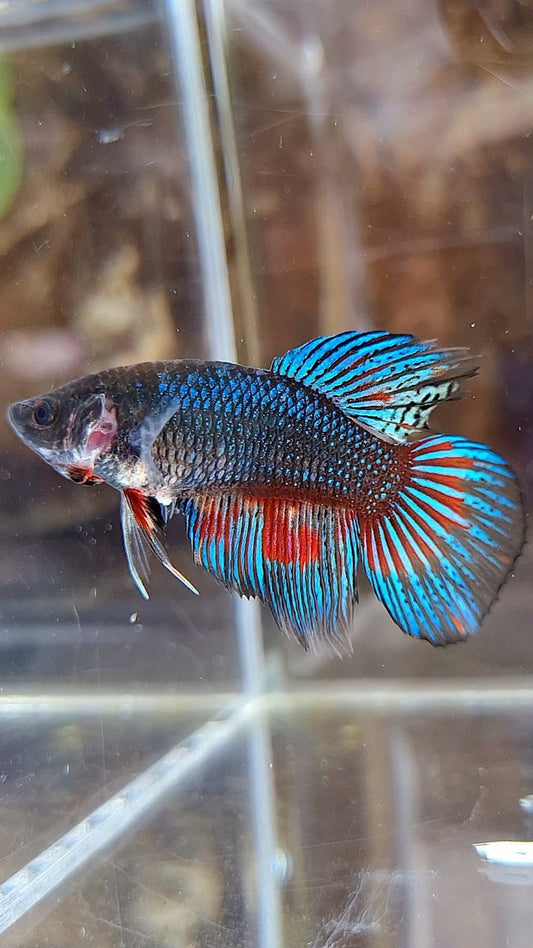FEMALE VEILTAIL BLACK FANCY METTALIC BETTA FISH