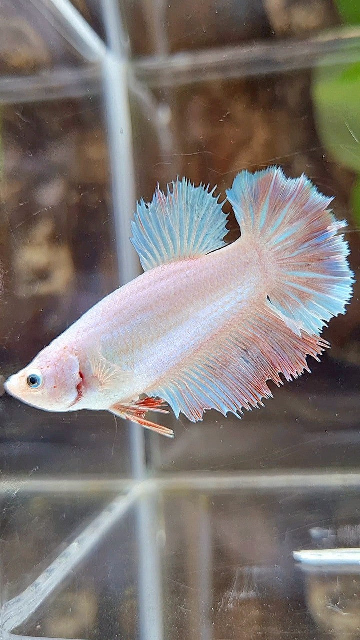 FEMALE HALFMOON FEATHER WHITE UNICORN BETTA FISH