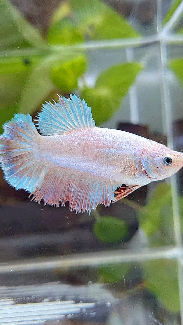 FEMALE HALFMOON FEATHER WHITE UNICORN BETTA FISH