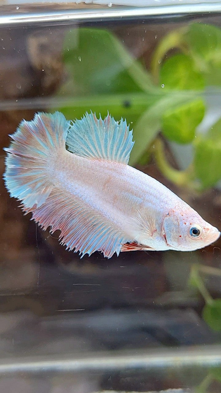 FEMALE HALFMOON FEATHER WHITE UNICORN BETTA FISH