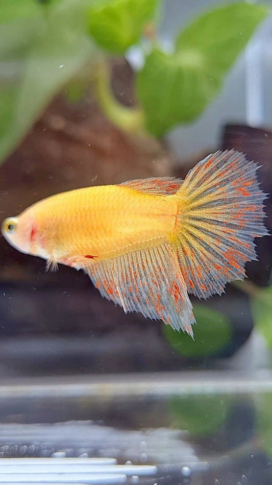 FEMALE HALFMOON VANDA YELLOW BETTA FISH