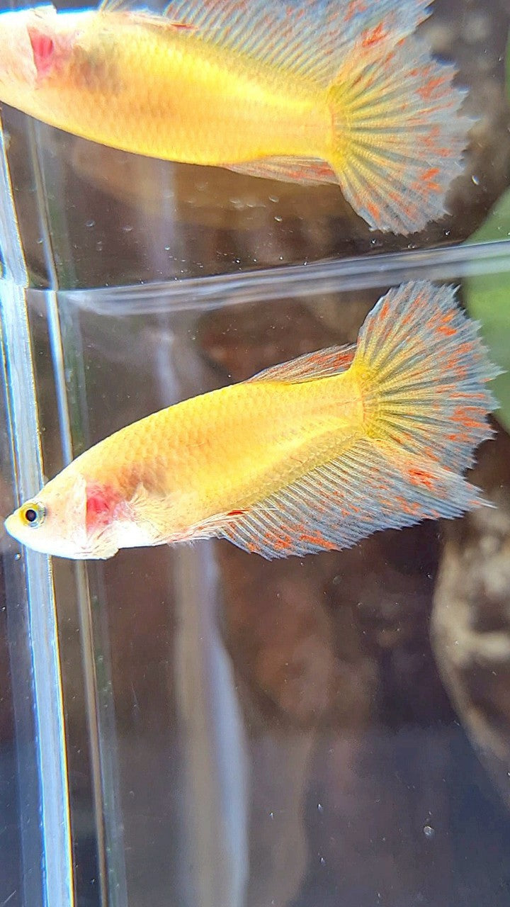 FEMALE HALFMOON VANDA YELLOW BETTA FISH