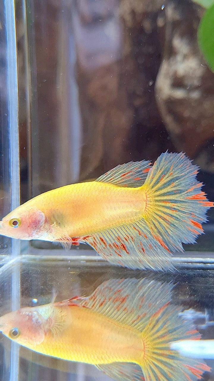 FEMALE HALFMOON VANDA YELLOW BETTA FISH