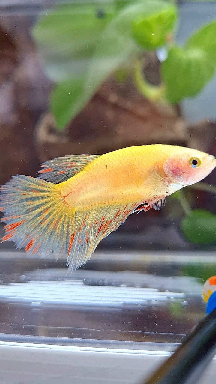 FEMALE HALFMOON VANDA YELLOW BETTA FISH