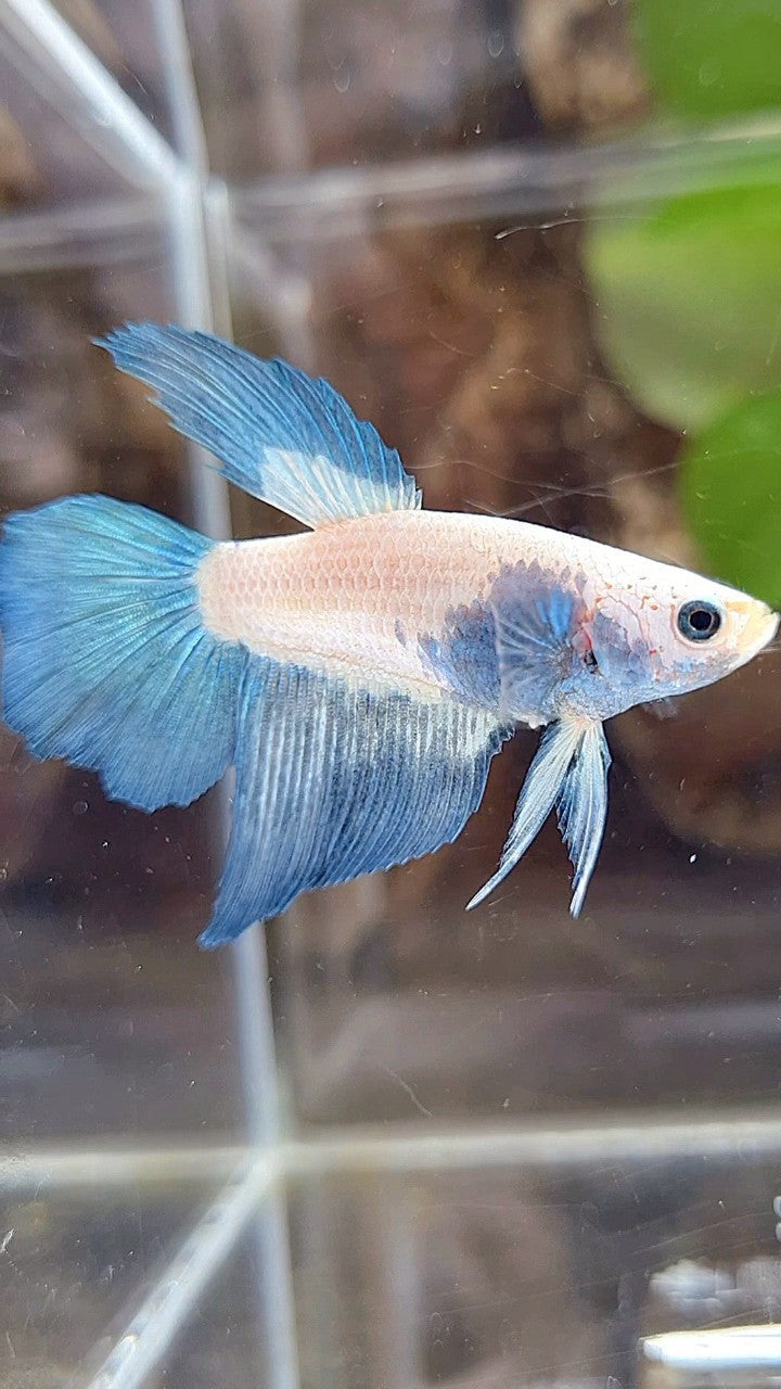 FEMALE HALFMOON BLUE RIM BICOLOR BETTA FISH