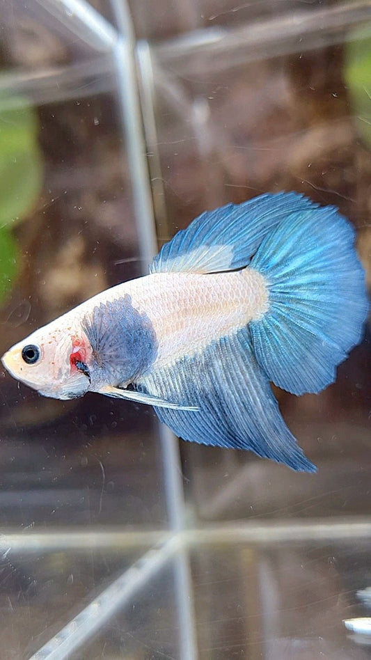 FEMALE HALFMOON BLUE RIM BICOLOR BETTA FISH