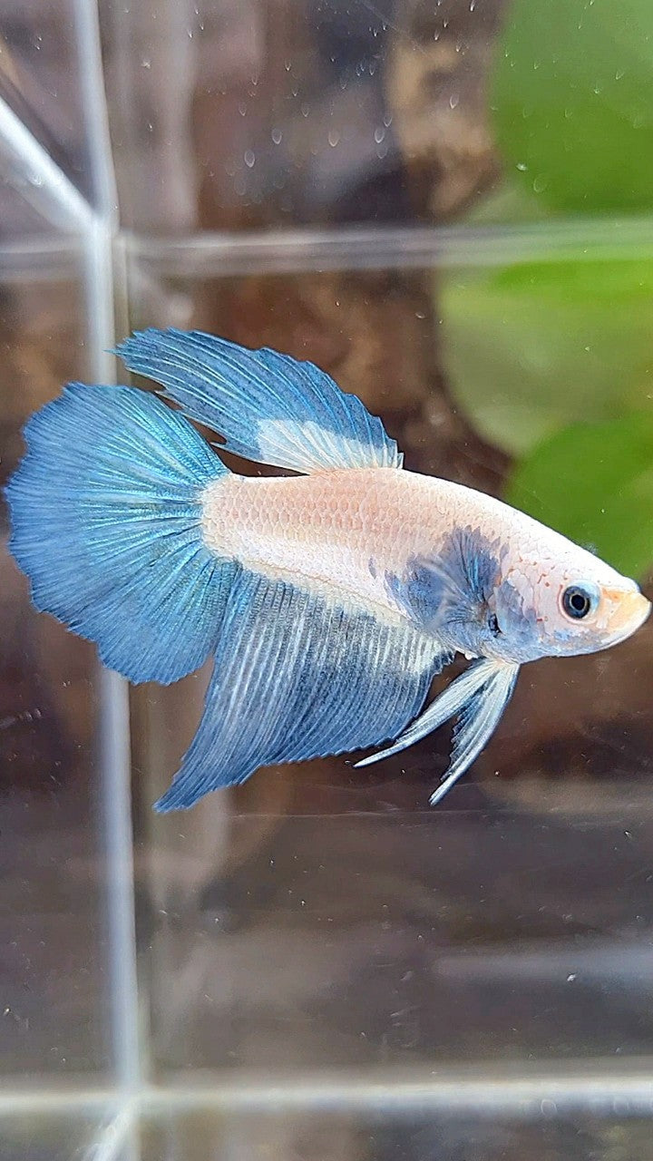 FEMALE HALFMOON BLUE RIM BICOLOR BETTA FISH