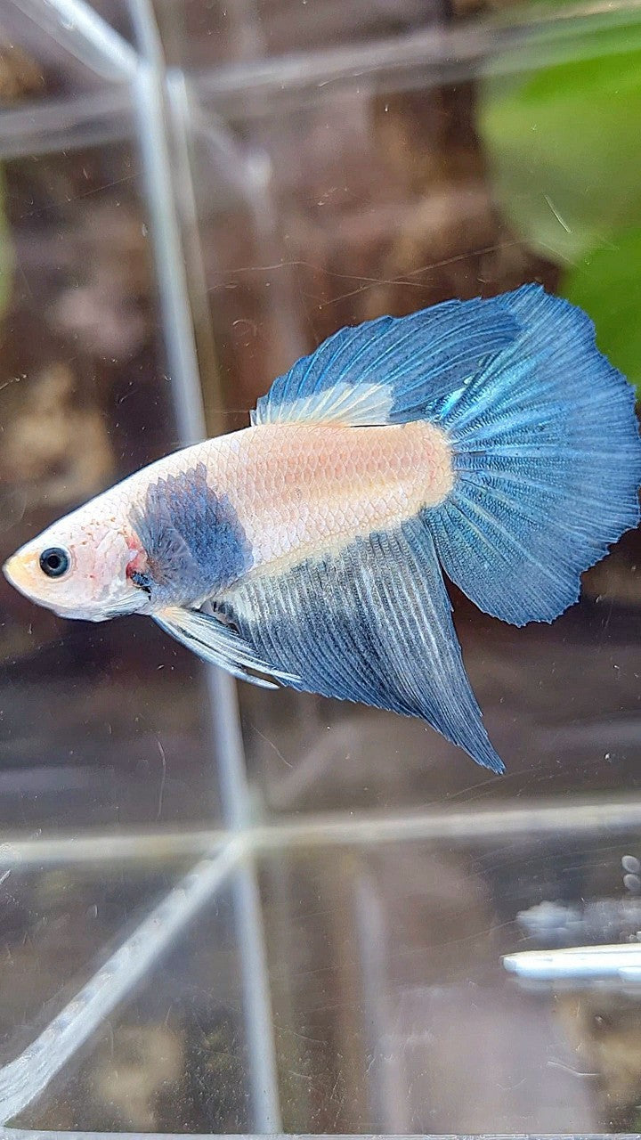 FEMALE HALFMOON BLUE RIM BICOLOR BETTA FISH