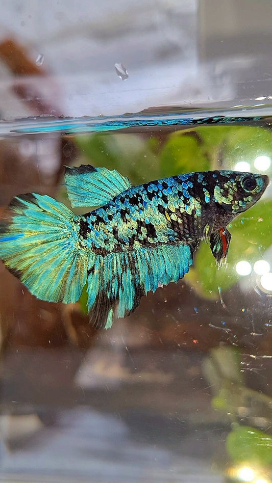 FEMALE HALFMOON BLACK GALAXY BLUE AVATAR BETTA FISH