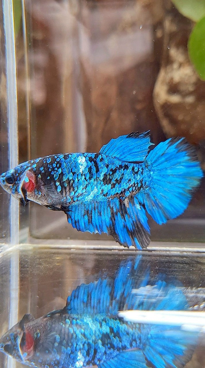 FEMALE HALFMOON BLACK GALAXY BLUE AVATAR BETTA FISH