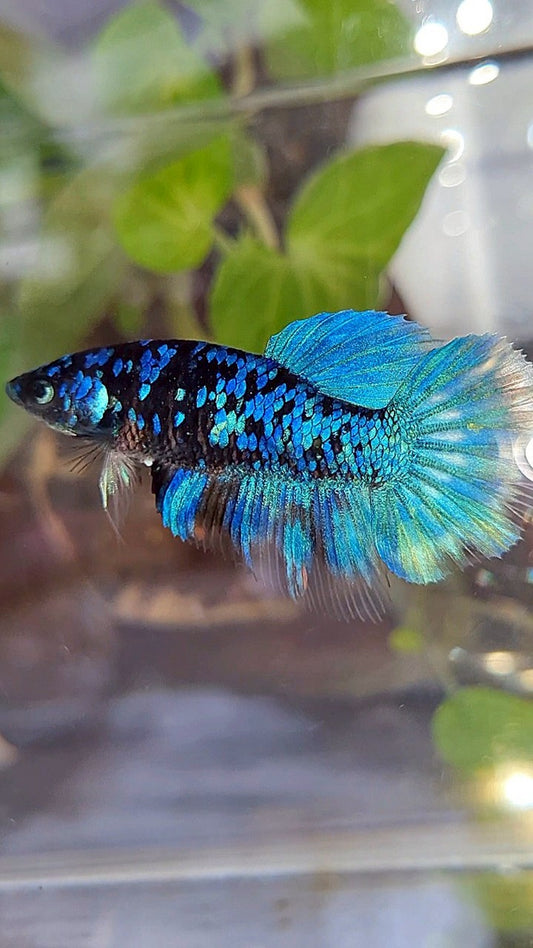 FEMALE HALFMOON BLACK GALAXY BLUE AVATAR BETTA FISH