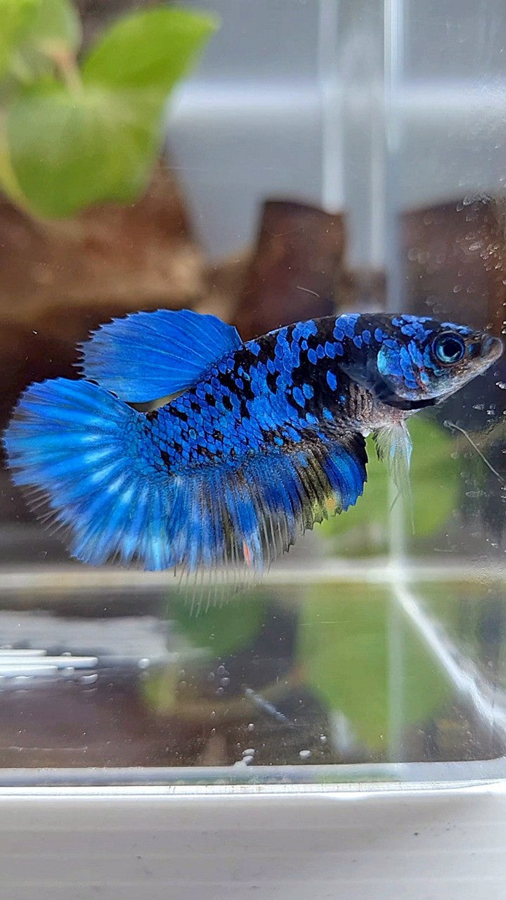FEMALE HALFMOON BLACK GALAXY BLUE AVATAR BETTA FISH