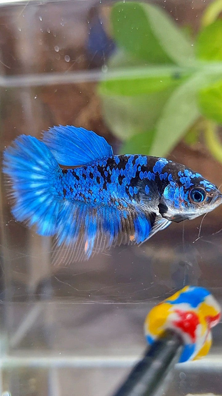 FEMALE HALFMOON BLACK GALAXY BLUE AVATAR BETTA FISH