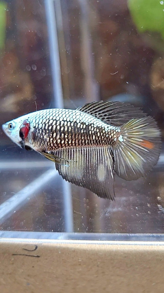 FEMALE HALFMOON BLACK SAMURAI COPPER BETTA FISH