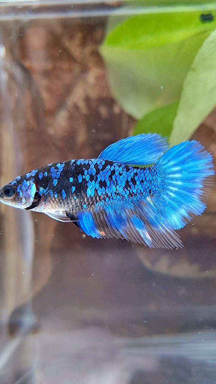 FEMALE HALFMOON BLACK GALAXY BLUE AVATAR BETTA FISH